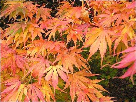 Autumn leaves