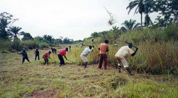 Cutting a clearing for a new airstrip