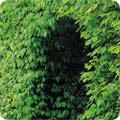 Beech hedge