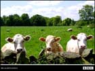 Cows. Click here for Lincolnshire Nature wallpapers.