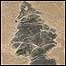 Sachê 'fossilizado'