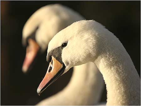 Swans