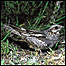 Nighjar c/o RSPB