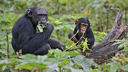 Chimpanzee mother and her infant in the forests of Bossou, Guinea (image: Tatyana Humle)
