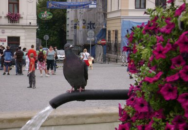 My pigeon model