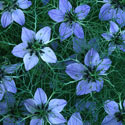 Nigella damascena, Love-in-the-mist