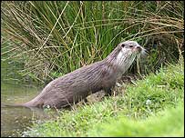Otter