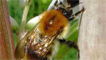 A red mason bee by Doreen Hamilton