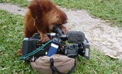 Orphaned orangutan playing with video camera © Anuschka de Rohan