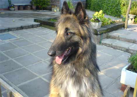 Bosun