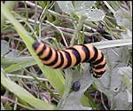 Orange and black stripey caterpillar