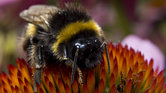 Bumblebee