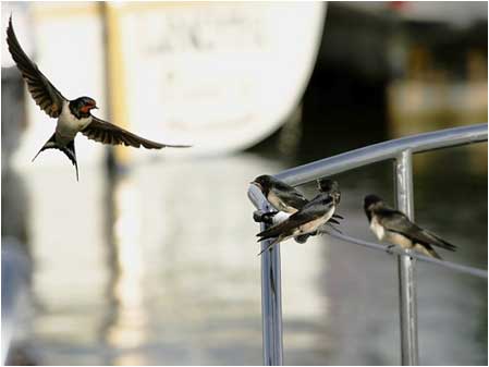 Swallows