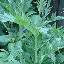 Cynara cardunculus