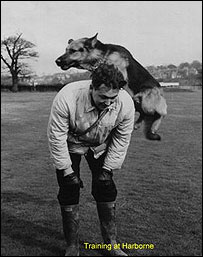 dog training