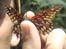 Honduras Butterfly