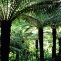 Dicksonia antarctica, Soft tree fern