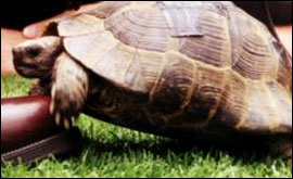 Tortoise