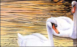 Swans on the river