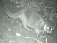 Otter
