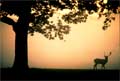 Wollaton Park deer: Pricture provided by Profile Nottingham