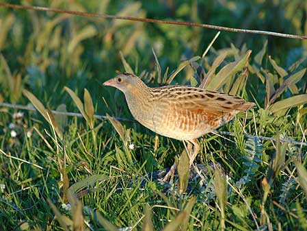 Corncrake