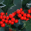 Ilex aquifolium, Holly