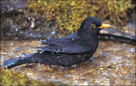 A Blackbird making a splash!