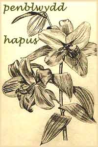 Pen-blwydd hapus 