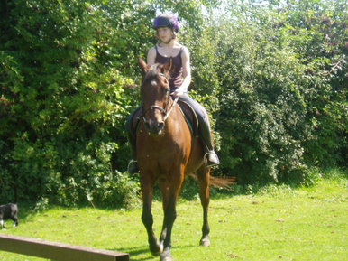 A Sunny Horse