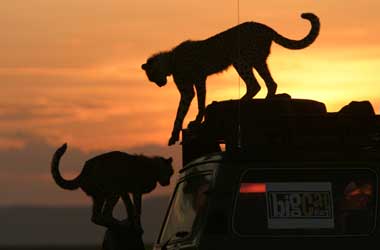 Cheetahs climbing on a Big Cat vehicle Cheetahs climbing on a Big Cat vehicle