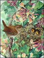 Wren feeding young by Valerie Briggs