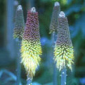 Kniphofia caulescens, Red-hot poker
