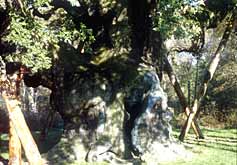 Sherwood Forest
