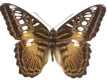 Parthenos Sylvia Clipper Butterfly, copyright NHM.
