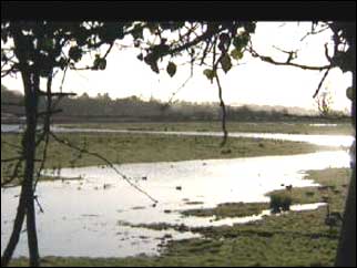 A view of the estuary