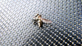 Golden Fly?