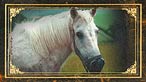 White horse