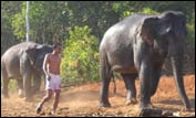 Elephants fled the coast as the tsunami approached. photo: Somporn Panyastianpong