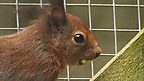Feeding Red Squirrels