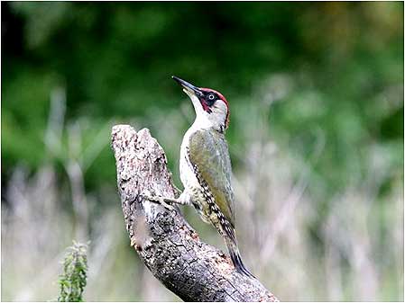 Woodpecker