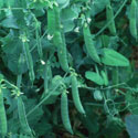 Pisum sativum, Pea