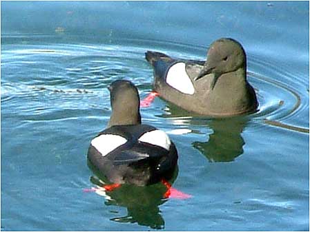 Guillemots