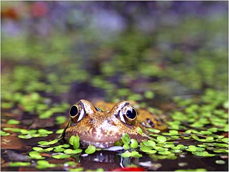 Frog