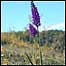 Orchid c/o Murray Downland Trust
