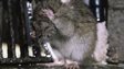 Brown rat cluse up