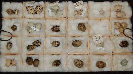 Part of Bangor University Museum's Egg Collection Part of Bangor University Museum's Egg Collection