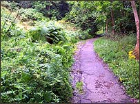Wooded path