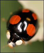 Harmonia axyridis spectabilis (Mike Majerus)