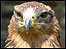 Buzzard